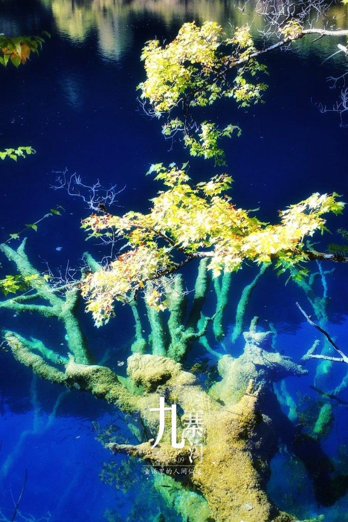 狐尾山公园紫花风铃木盛放 花期持续至下周
